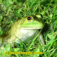/home//u458753944/public_html/sourcegallery/////////Frogs/More bullfrogs/P6080128.JPG